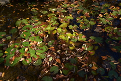 水草