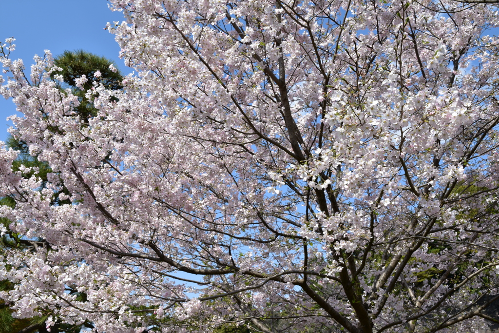 乾通りの桜