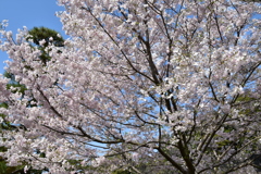 乾通りの桜