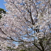 乾通りの桜