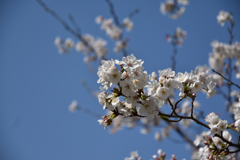 乾通りの桜