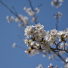 乾通りの桜