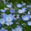 蜜を吸う蜂