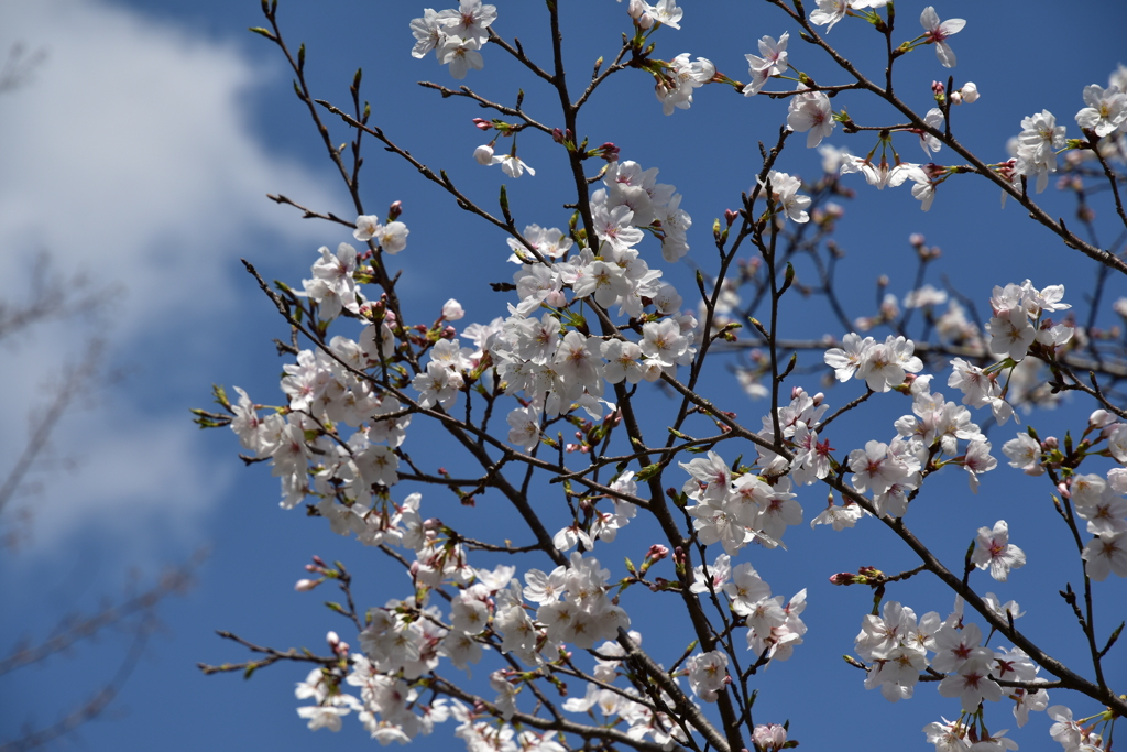 乾通りの桜