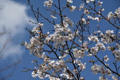 乾通りの桜