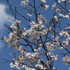 乾通りの桜