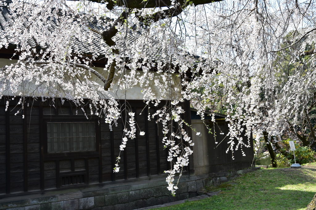 乾通りの桜
