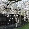 乾通りの桜