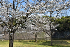 乾通りの桜