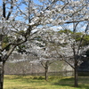 乾通りの桜