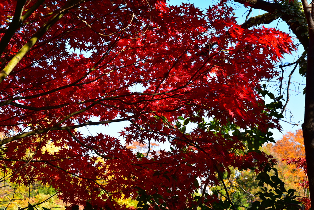 紅葉