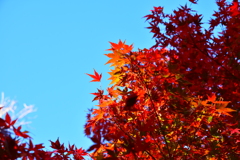 紅葉