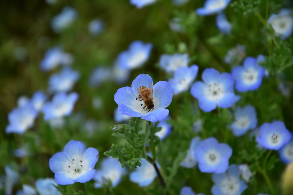 蜜を吸っている蜂