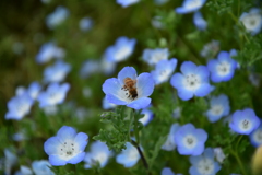 蜜を吸っている蜂