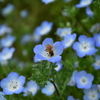 蜜を吸っている蜂
