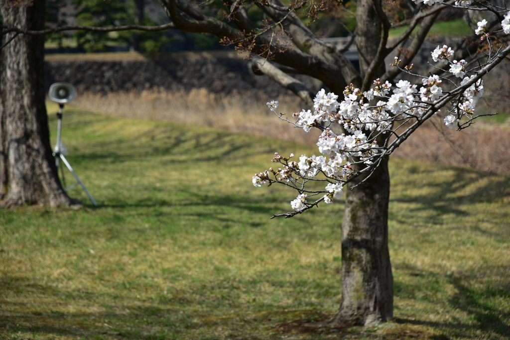 乾通りの桜