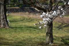 乾通りの桜