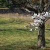 乾通りの桜