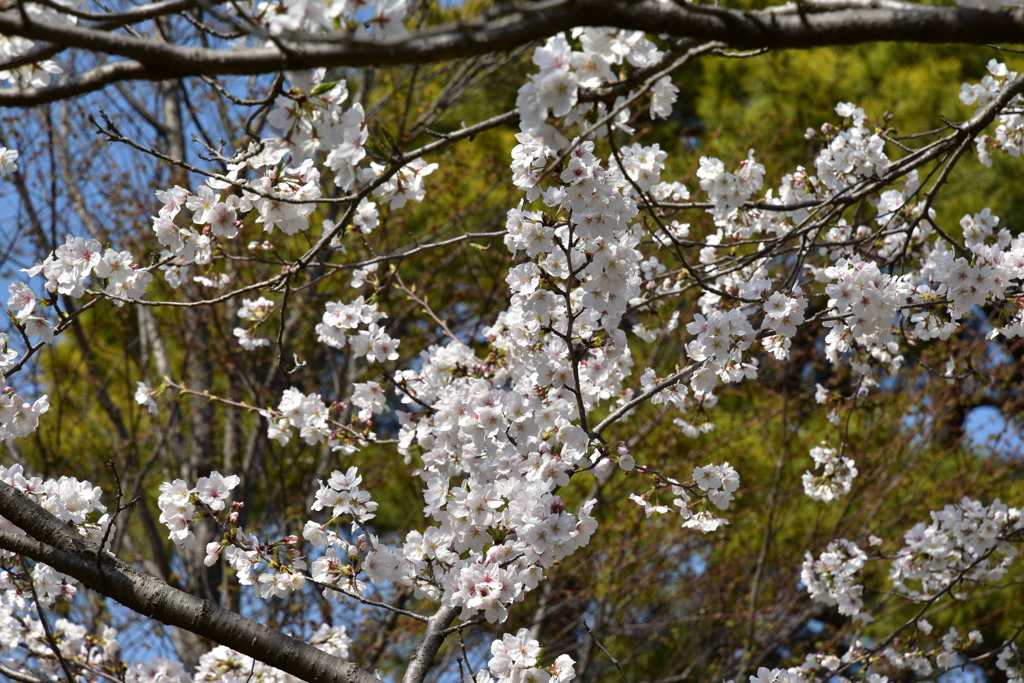 乾通りの桜