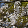 乾通りの桜