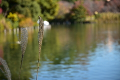 草