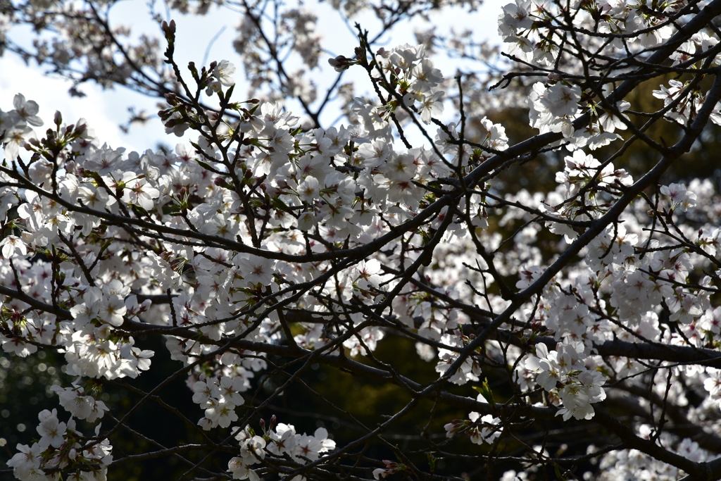 乾通りの桜