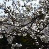 乾通りの桜