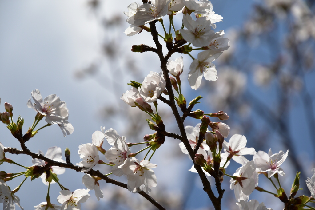 乾通りの桜