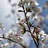乾通りの桜