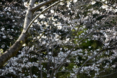 乾通りの桜