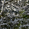 乾通りの桜