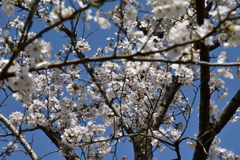 乾通りの桜