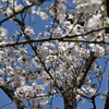 乾通りの桜
