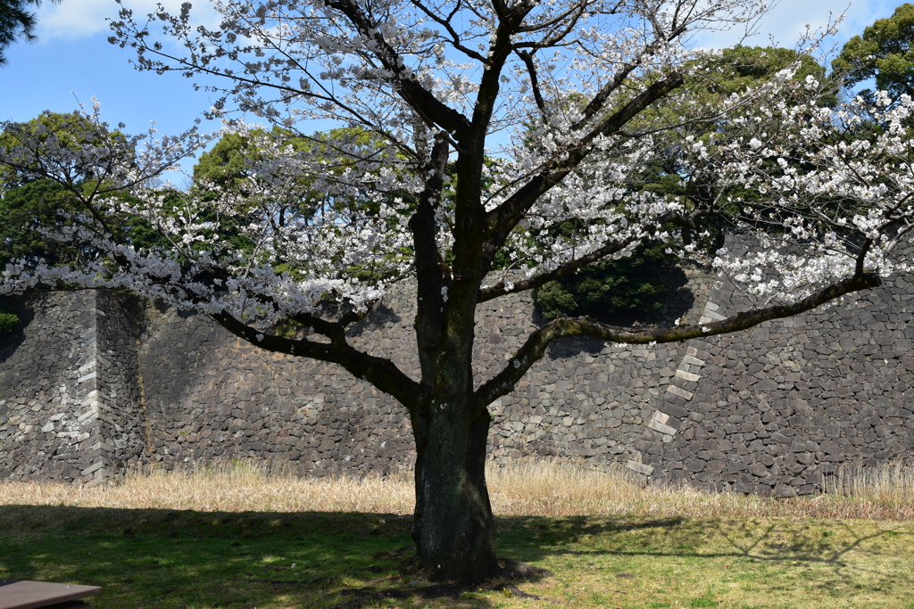 乾通りの桜