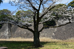 乾通りの桜