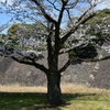 乾通りの桜
