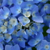 青い花