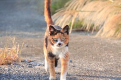 城ケ島のネコ