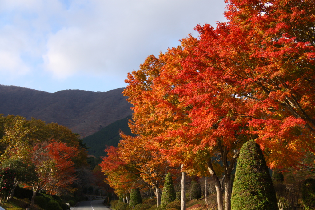 冨士霊園の紅葉
