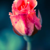 薔薇一輪