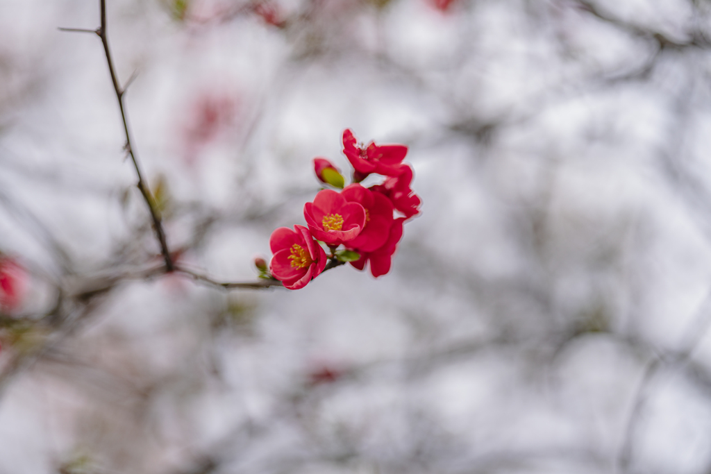 木瓜の花