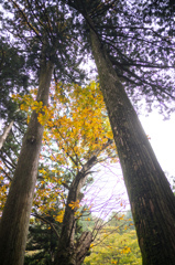 杉と紅葉