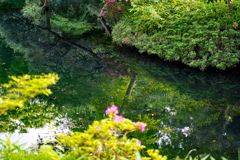 初夏の映り込み