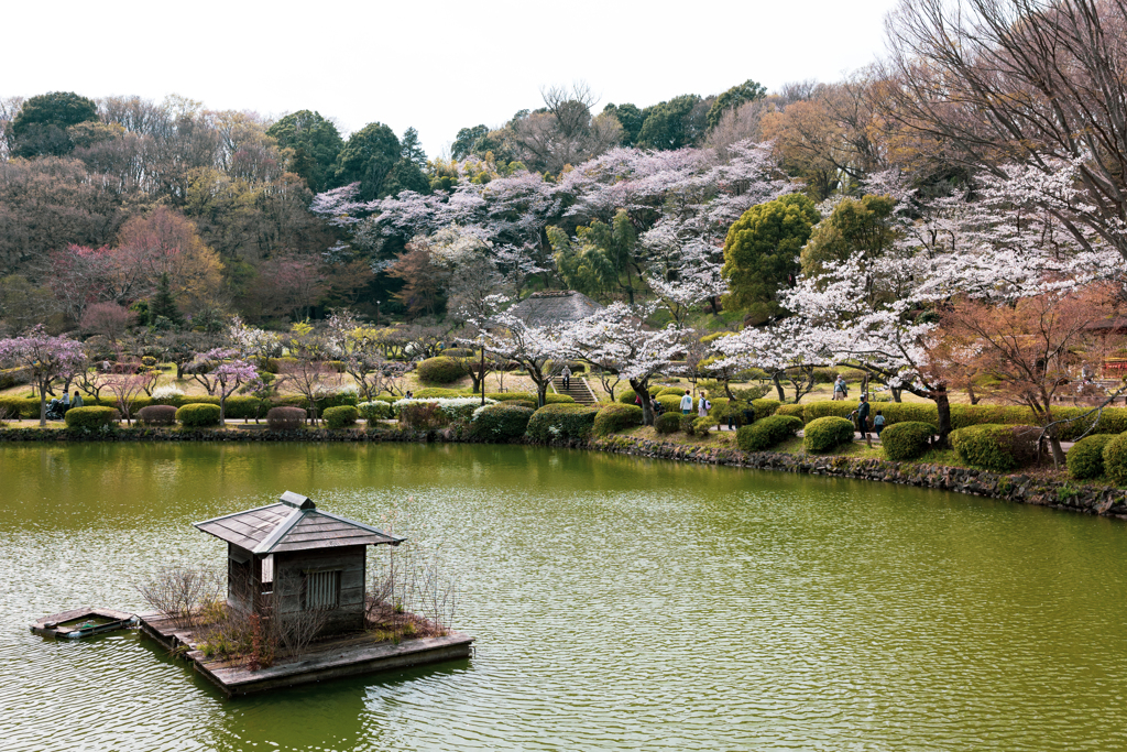 薬師池の桜