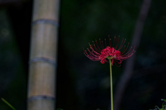 竹と曼珠沙華