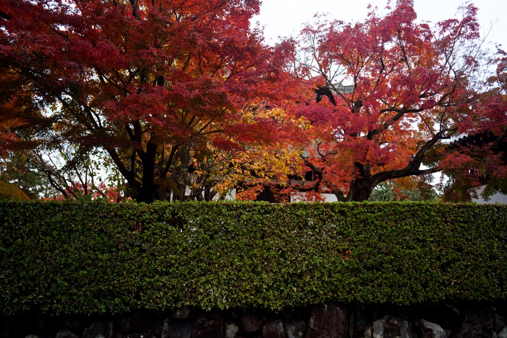 路傍の紅葉