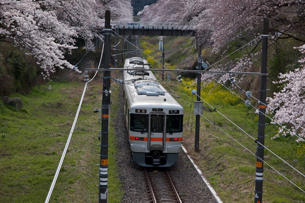 桜に囲まれて