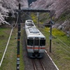 桜に囲まれて