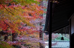 屋根と紅葉