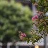 夏の花